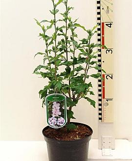 Hibiscus syr. 'Lady Stanley' Pot 3 Liter 40 - 50 cm