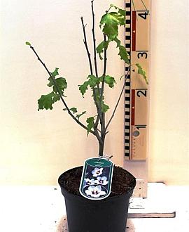 Hibiscus syr. 'Melrose' Pot 3 Liter 40 - 50 cm