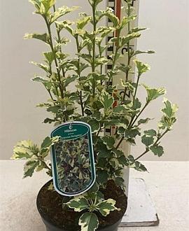 Hibiscus syr.'Purpureus Variegatus' Pot 3 Liter 40 - 50 cm