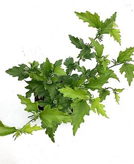 Hibiscus syr. White Chiffon Pot 2 liter 25-30cm