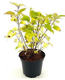 Hydrangea a. Candybelle Bubblegum Pot 3 Liter 30 - 40 cm