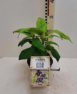 Hydrangea asp. Goldrush Pot 3 Liter 30 - 40 cm