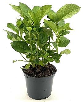 Hydrangea m. 'Messalina' Pot 3 liter 25-30cm