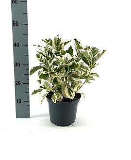 Hydrangea m. 'Snow Teller' Pot 3 Liter 30 - 40 cm