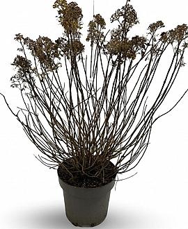 Hydrangea pan. Little Lime Pot 12 liter 60 - 80 cm