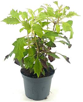 Hydrangea querc. Ice Cristal Pot 2 liter 25-30cm