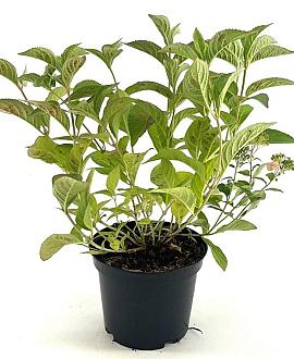 Hydrangea serrata koreana Pot 3 Liter 30 - 40 cm