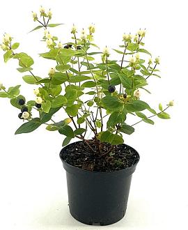 Hypericum Miracle Blizz Pot 2 liter 25-30cm