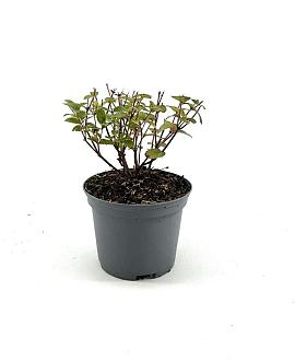 Hypericum Miracle Blossom Pot 2 Liter 20 - 30 cm