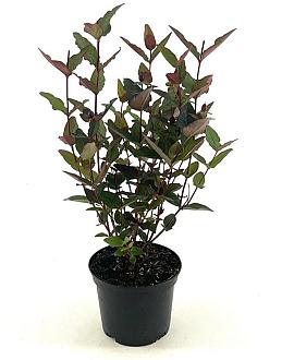 Hypericum Miracle Night Pot 2 liter 25-30cm