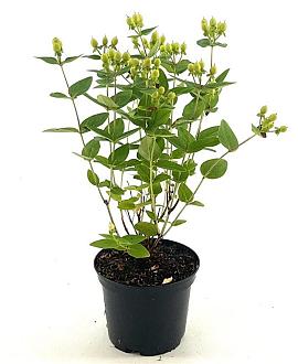 Hypericum Miracle Pistache Pot 2 liter 25-30cm
