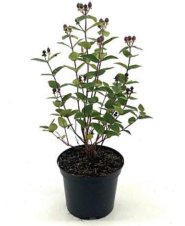 Hypericum Miracle Wonder Pot 2 liter 30-35cm
