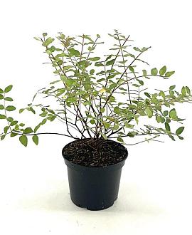 Hypericum moserianum Pot 2 liter 25-30cm