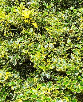 Ilex aq. 'Argentea Marginata' Pot 10 liter Stam 80 cm