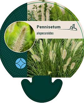 Pennisetum alopecuroides Pot 9 cm