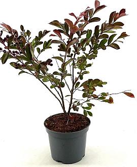 Lagerstroemia i. 'Red Imperator' Pot 2 Liter30 - 40 cm
