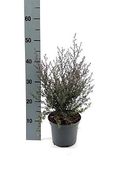 Leptospermum scop. 'Winter Cheer' Pot 2 liter 25-30cm