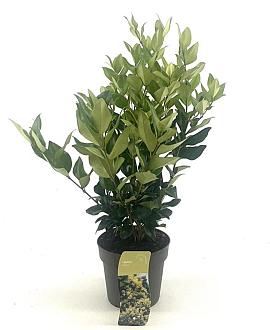 Ligustrum lucidum Pot 2 Liter30 - 40 cm