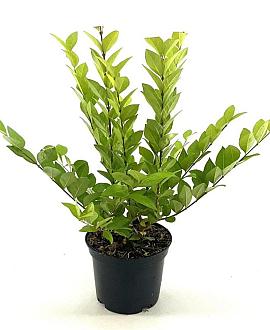 Ligustrum 'Vicaryi' Pot 2 Liter30 - 40 cm
