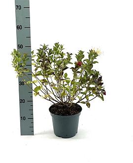 Lonicera 'Honey Baby' Pot 3 Liter 30 - 40 cm