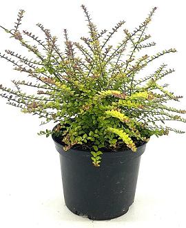 Lonicera nit. 'Twiggy' Pot 2 liter 25-30cm