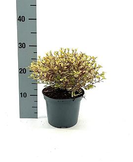 Lophomyrtus ralphii Golden Dragon Pot 2 liter 25-30cm