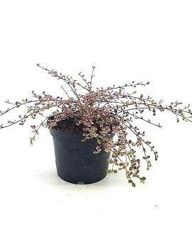 Lophomyrtus ralphii 'Little Star' Pot 2 Liter 20 - 30 cm