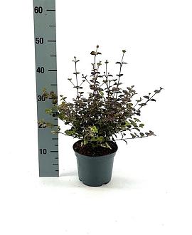 Lophomyrtus ralphii 'Purpurea' Pot 2 Liter 20 - 30 cm