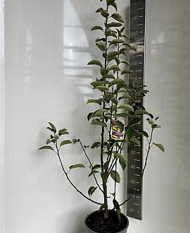 Malus 'Golden Hornet' Pot 10 liter 100 - 125 cm