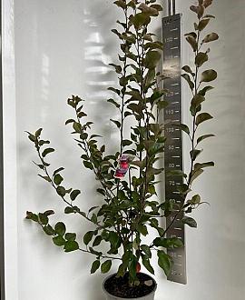 Malus trans. Appletini Pot 10 liter 100 - 125 cm