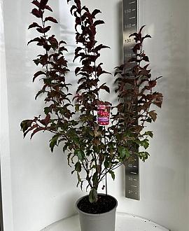 Malus 'Veitch's Scarlet' Pot 10 liter 100 - 125 cm