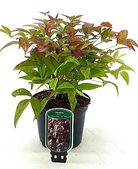 Nandina domestica Blush Pink Pot 2 liter 25-30cm