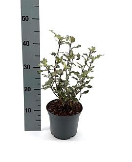 Olearia macrodonta Pot 2 liter 25-30cm