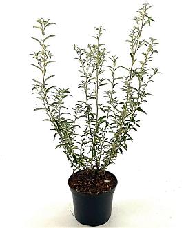 Olearia scilloniensis Pot 2 Liter30 - 40 cm