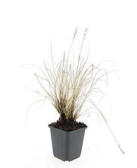 Pennisetum al. 'Hameln' Pot 9 cm