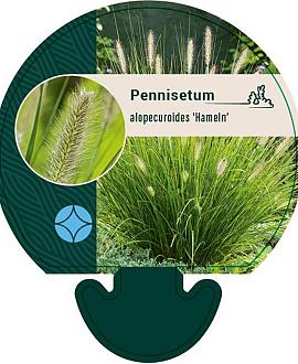 Pennisetum al. 'Hameln' Pot 9 cm