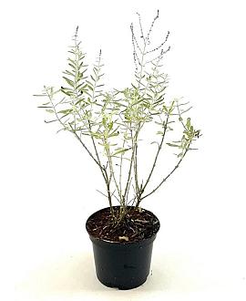 Perovskia 'Blue Haze' Pot 2 Liter30 - 40 cm