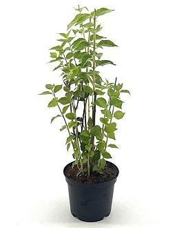 Philadelphus 'Minnesota Snowflake' Pot 3 Liter 40 - 50 cm