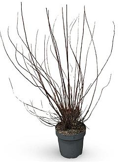 Philadelphus 'Snowbelle' Pot 12 liter 80 - 100 cm