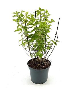 Philadelphus 'Virginal' Pot 3 Liter 30 - 40 cm
