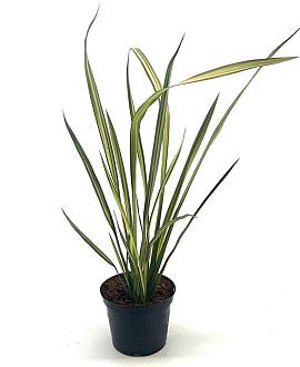 Phormium 'Apricot Queen' Pot 2 Liter30 - 40 cm