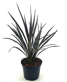 Phormium 'Back in Black' Pot 2 Liter30 - 40 cm