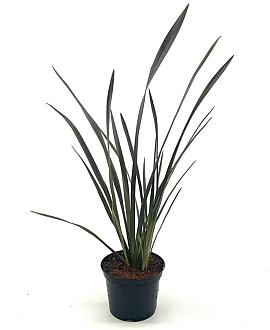 Phormium 'Bronze Baby' Pot 2 Liter30 - 40 cm