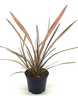 Phormium 'Flamingo' Pot 2 Liter30 - 40 cm