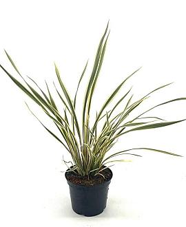 Phormium 'Golden Ray' Pot 2 Liter30 - 40 cm