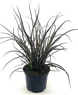 Phormium 'Jack Spratt' Pot 2 liter 25-30cm