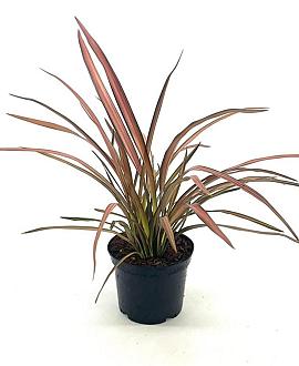 Phormium 'Maori Maiden' Pot 2 Liter30 - 40 cm