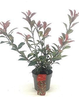 Photinia fraseri Carré Rouge Pot 2 Liter30 - 40 cm