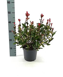 Photinia fraseri 'Little Fenna' Pot 3 Liter 30 - 40 cm