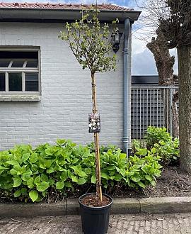 Physocarpus opulif. 'Diabolo' Pot 15 liter Stam 120 cm